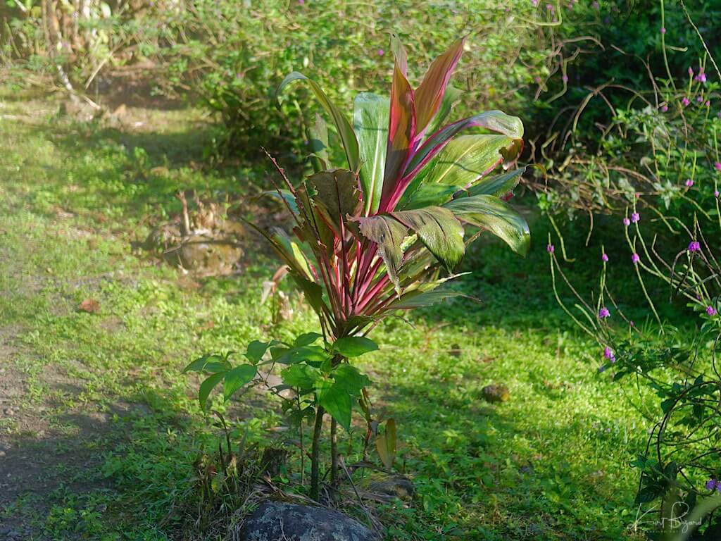 Ti Plant or Palm Lily (Cordyline fruticosa). Costa Rica