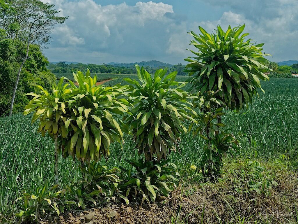 Corn Plant (Dracena fragrans). Costa Rica