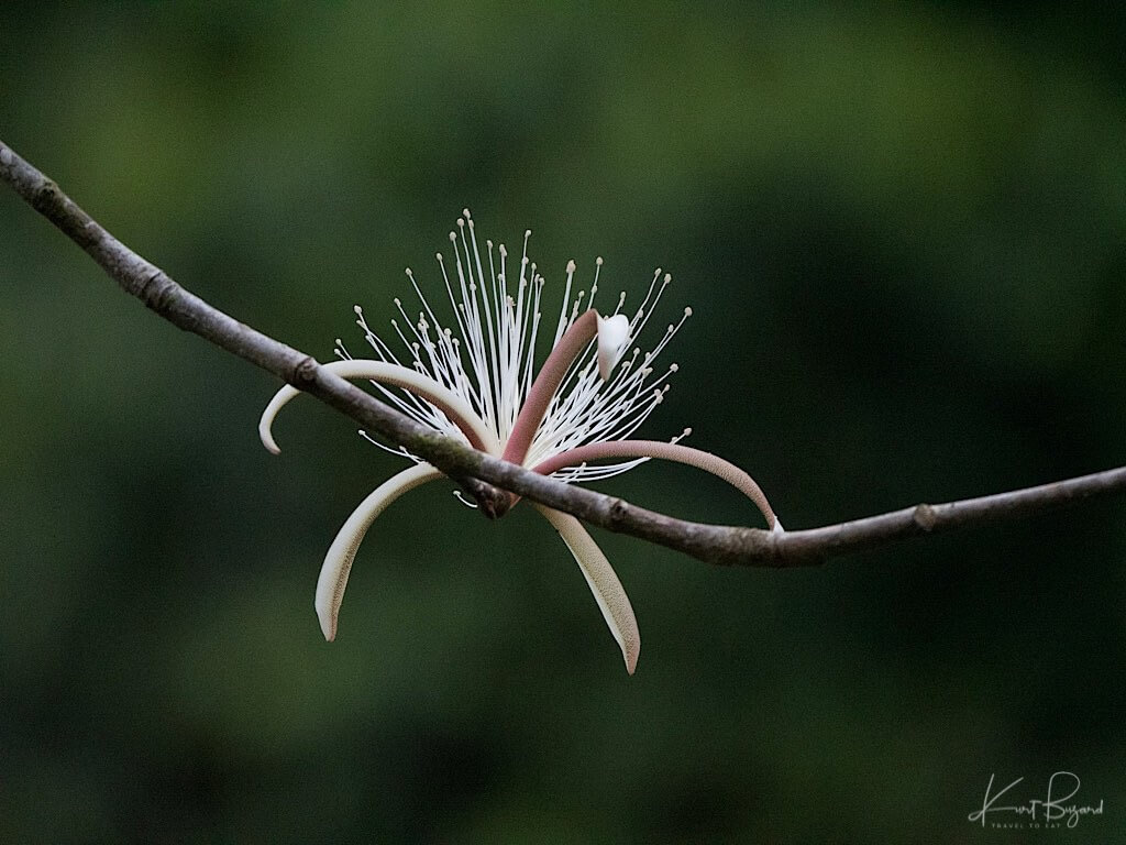 Pachote Tree Flower (Pachira quinata). Cerro Lodge, Costa Rica