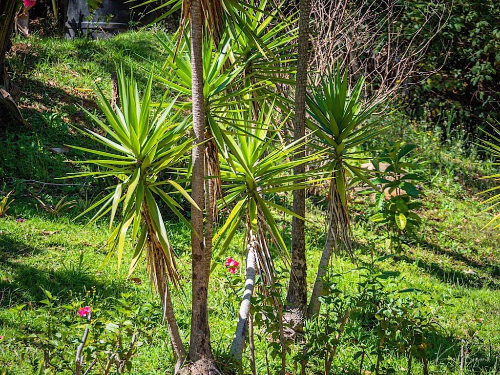 Spineless Yucca (Yucca gigantea). Laguna del Lagarto Lodge, Costa Rica