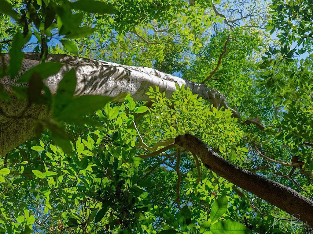 Kapok Tree (Ceiba pentandra). Guanacaste, Costa Rica