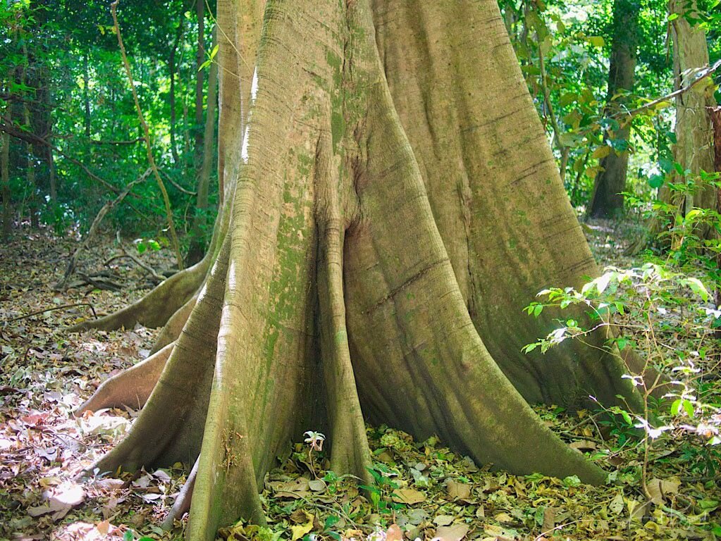 Kapok Tree (Ceiba pentandra). Guanacaste, Costa Rica