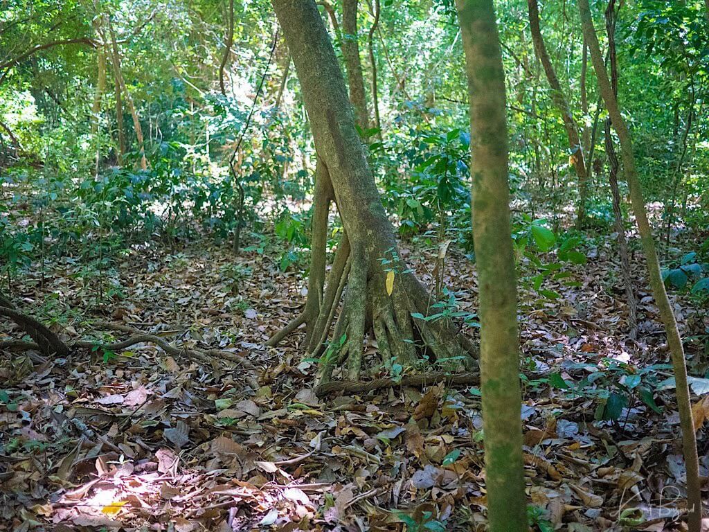 Walking Palm or Cashapona (Socratea exorrhiza). Guanacaste, Costa Rica