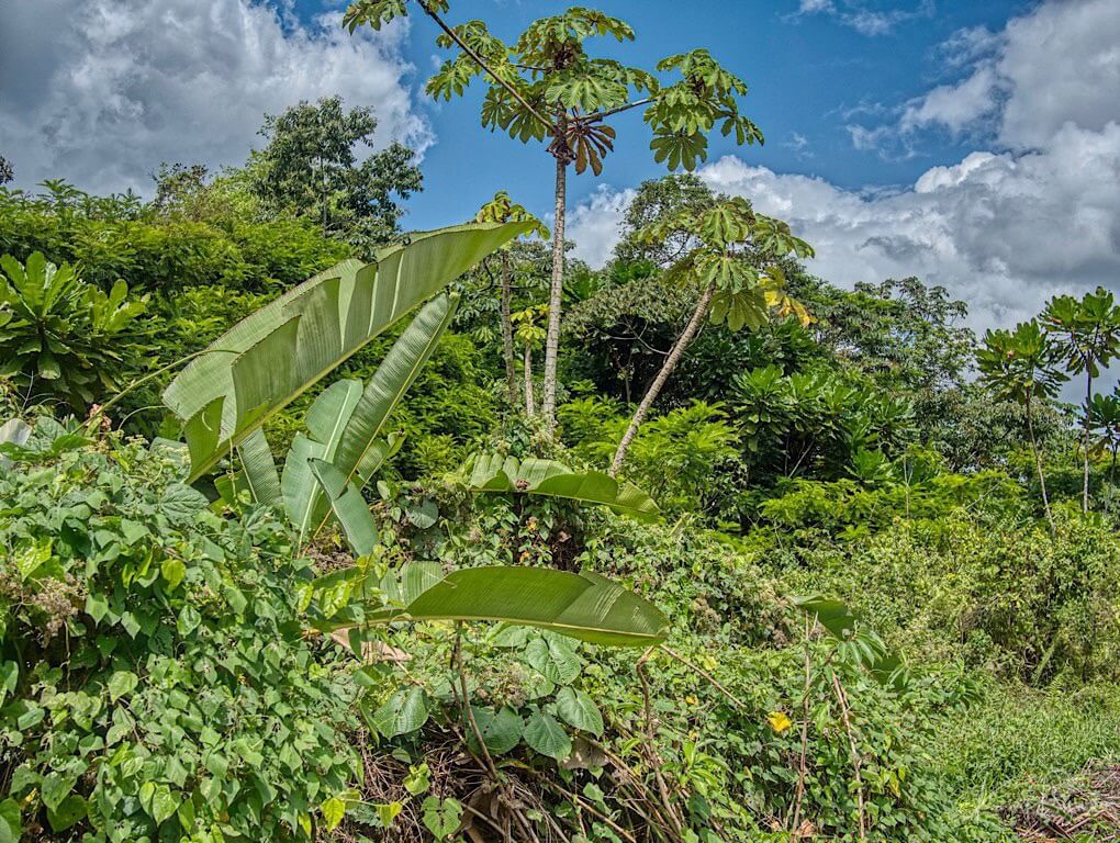 Cecropia Trees. Bogarin Trail, Costa Rica