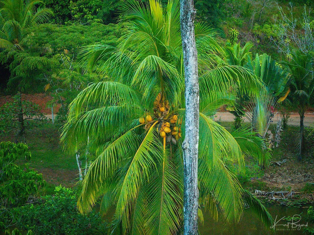 Coconut Palm (Cocos nucifera). Laguna del Lagarto, Costa Rica