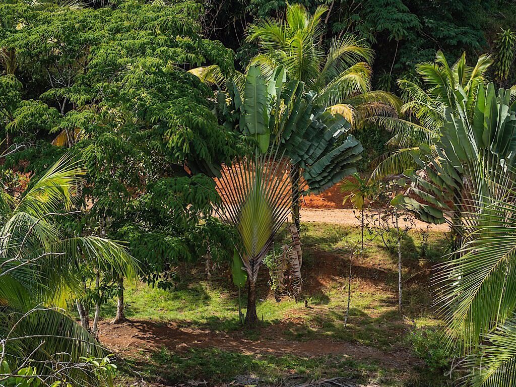 Travelers Palm (Ravenala madagascariensis). Laguna del Lagarto, Costa Rica