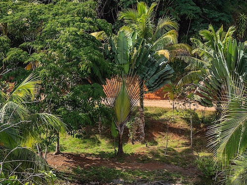 Population of Ravenala madagascariensis called « Ravenala forest ».