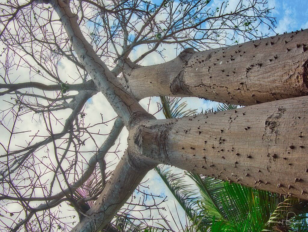 Young Kapok Tree (Ceiba pentandra). Guanacaste, Costa Rica