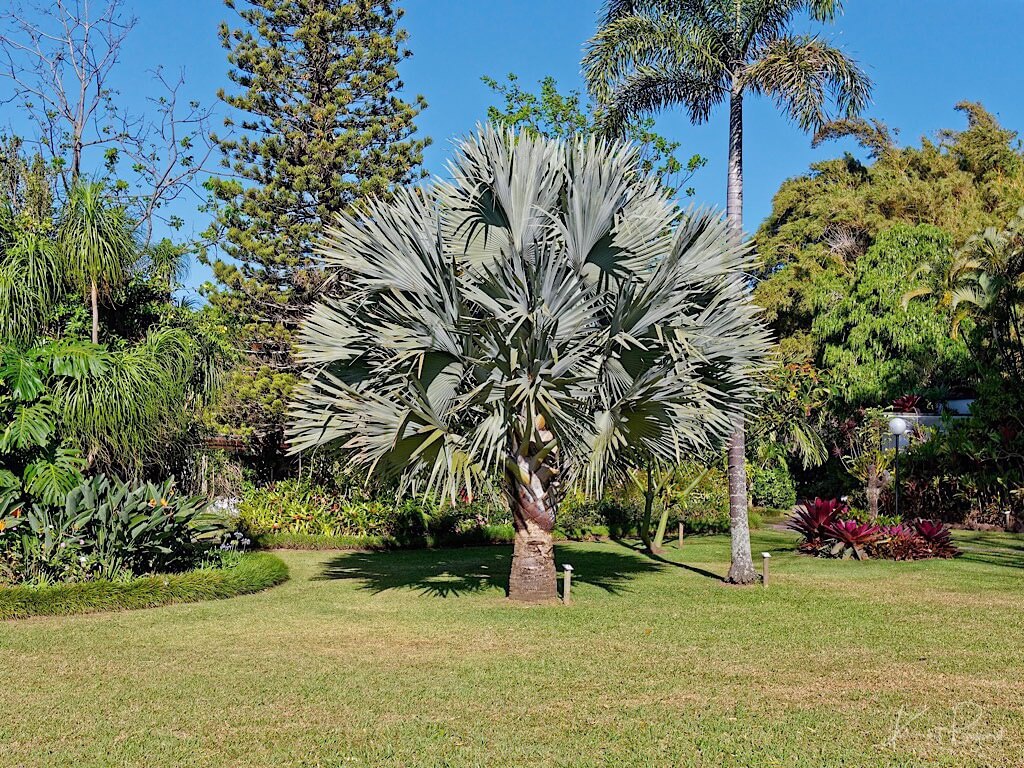 Bismarck Palm (Bismarckia nobilis). Hotel Bougainvillea, Costa Rica