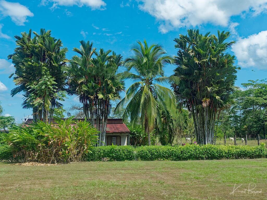 Lipstick Palms (Cyrtostachys renda) with Coconut Palm (Cocos nucifera). Costa Rica