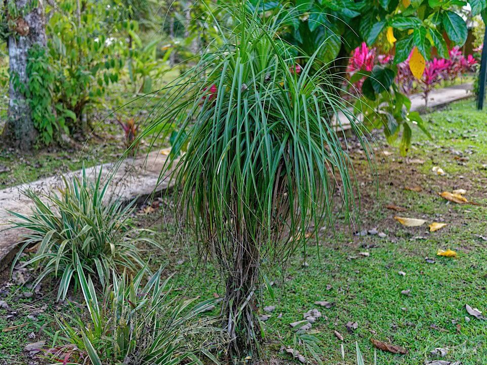 Ponytail Palm (Beaucarnea recurvata). Laguna del Lagarto, Costa Rica