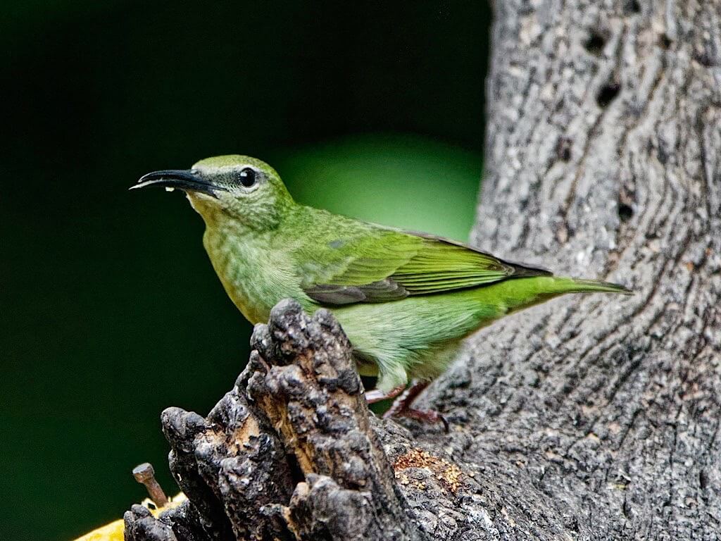 Red-Legged Honeycreeper (Cyanerpes cyaneus). Flores, Guápiles, Costa Rica