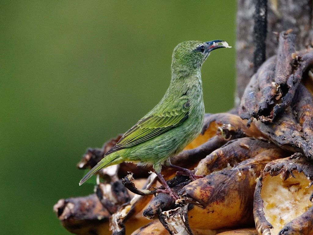 Red-Legged Honeycreeper (Cyanerpes cyaneus). Laguna del Lagarto Lodge, Costa Rica