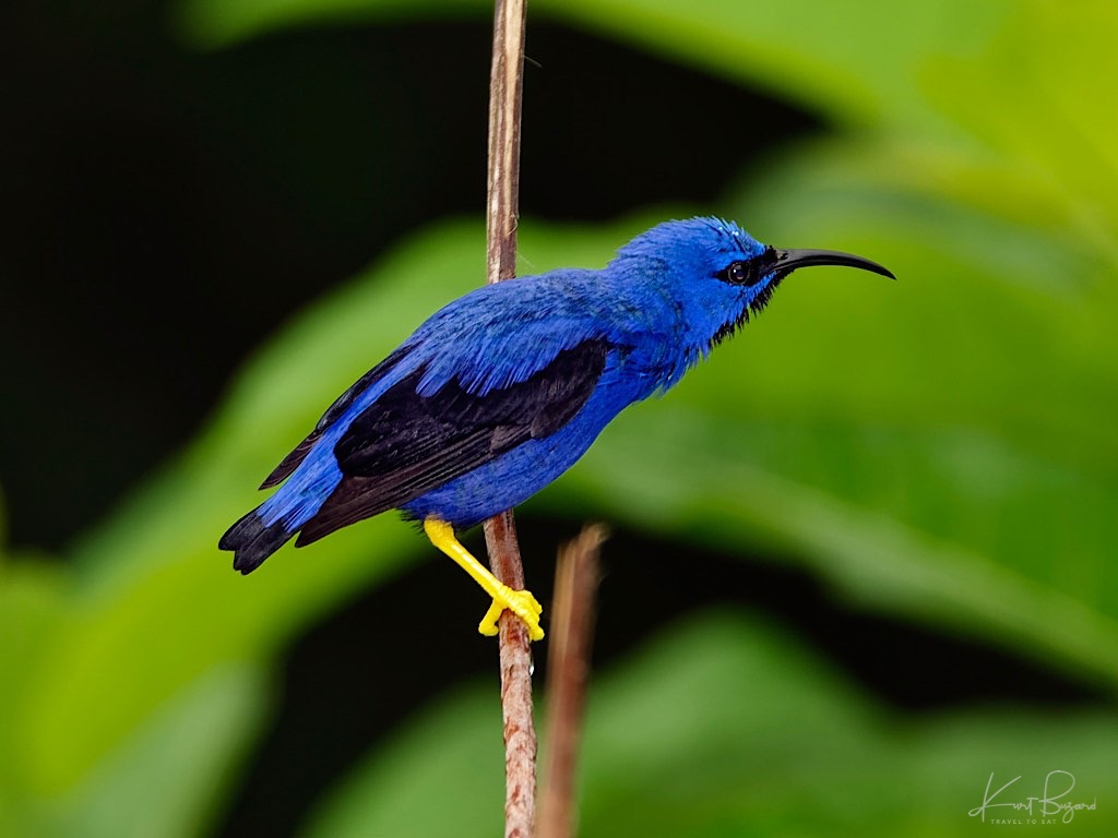 Male Purple Honeycreeper (Cyanerpes caeruleus). Asa Wright Nature Center, Trinidad