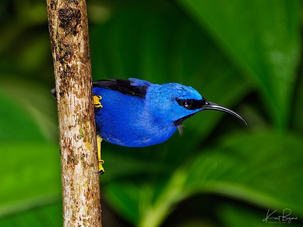 Male Purple Honeycreeper (Cyanerpes caeruleus). Asa Wright Nature Center, Trinidad