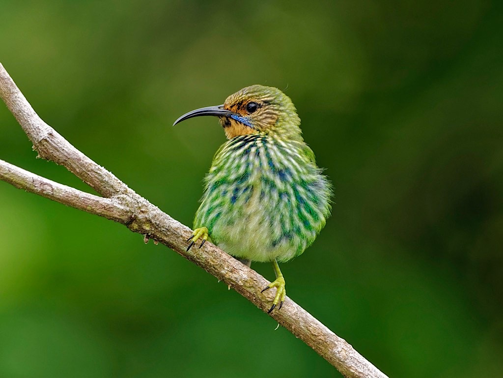 Female Purple Honeycreeper (Cyanerpes caeruleus). Asa Wright Nature Center, Trinidad