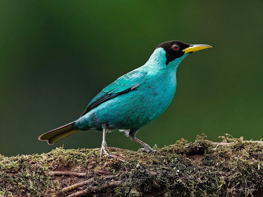 Male Green Honeycreeper (Chlorophanes spiza). Laguna del Lagarto Lodge, Costa Rica