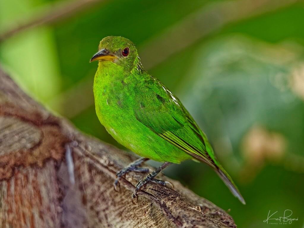 Female Green Honeycreeper (Chlorophanes spiza). Laguna del Lagarto Lodge, Costa Rica