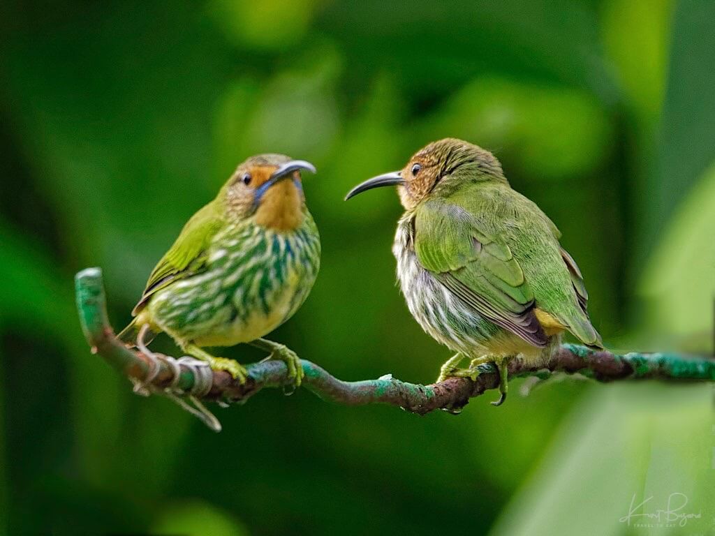 Female Purple Honeycreepers (Cyanerpes caeruleus). Asa Wright Nature Center, Trinidad