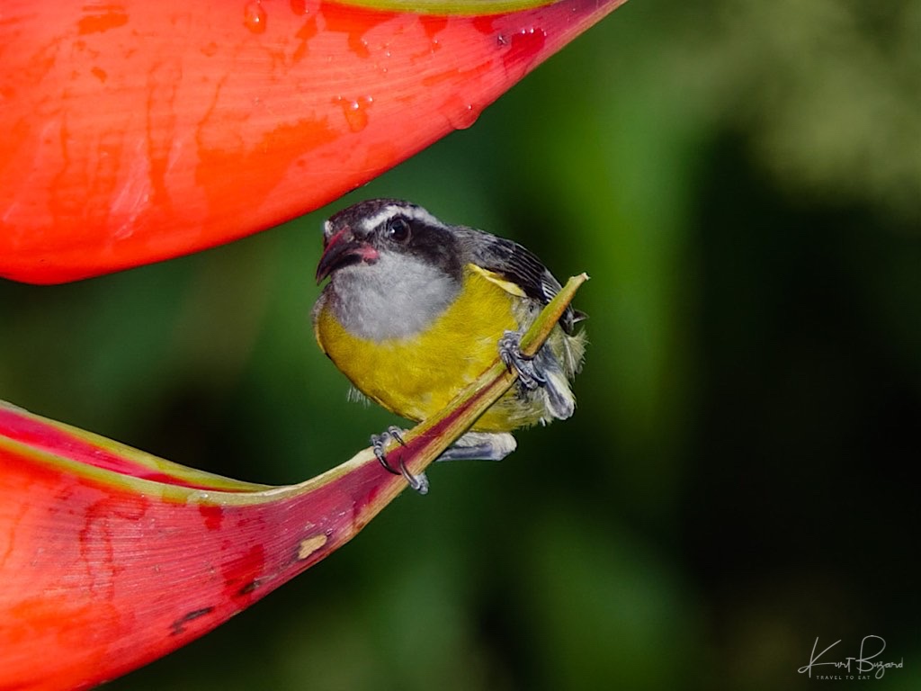 Bananaquit (Coereba flaveola mexicana). La Virgen. Costa Rica