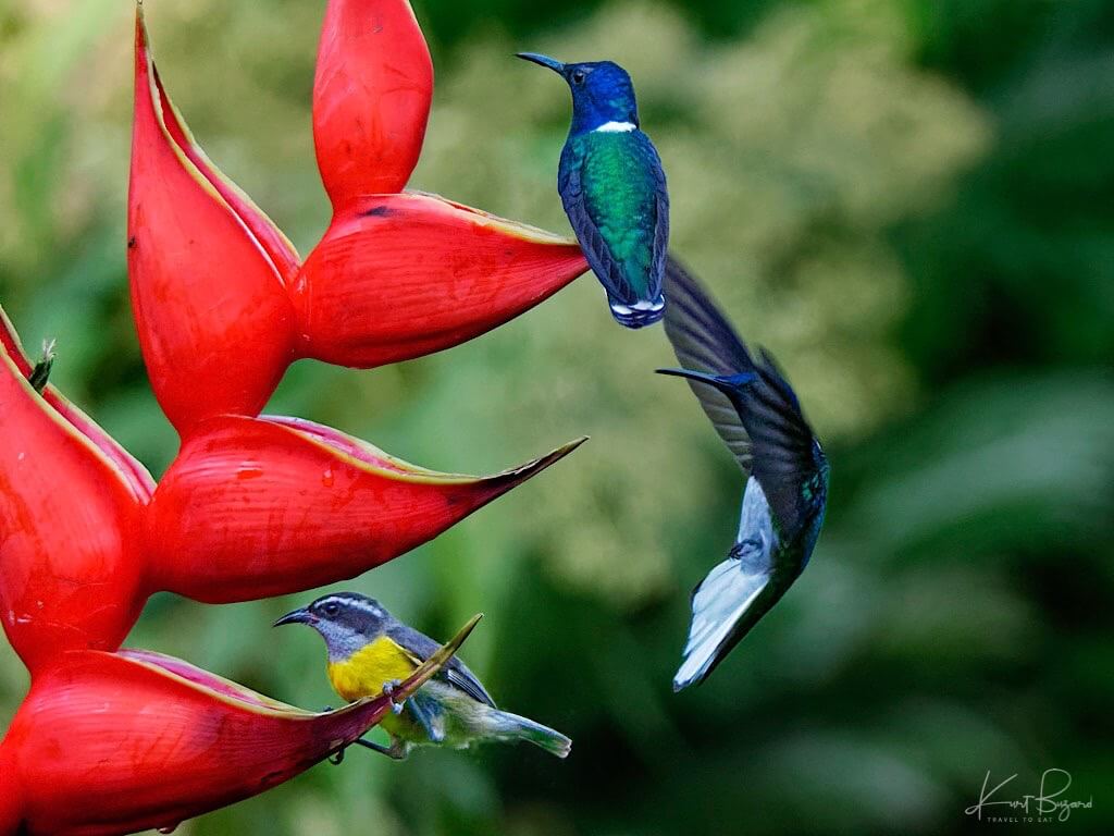 Bananaquit (Coereba flaveola mexicana) with Male White-Necked Jacobin Hummingbirds (Florisuga mellivora). La Virgen. Costa Rica