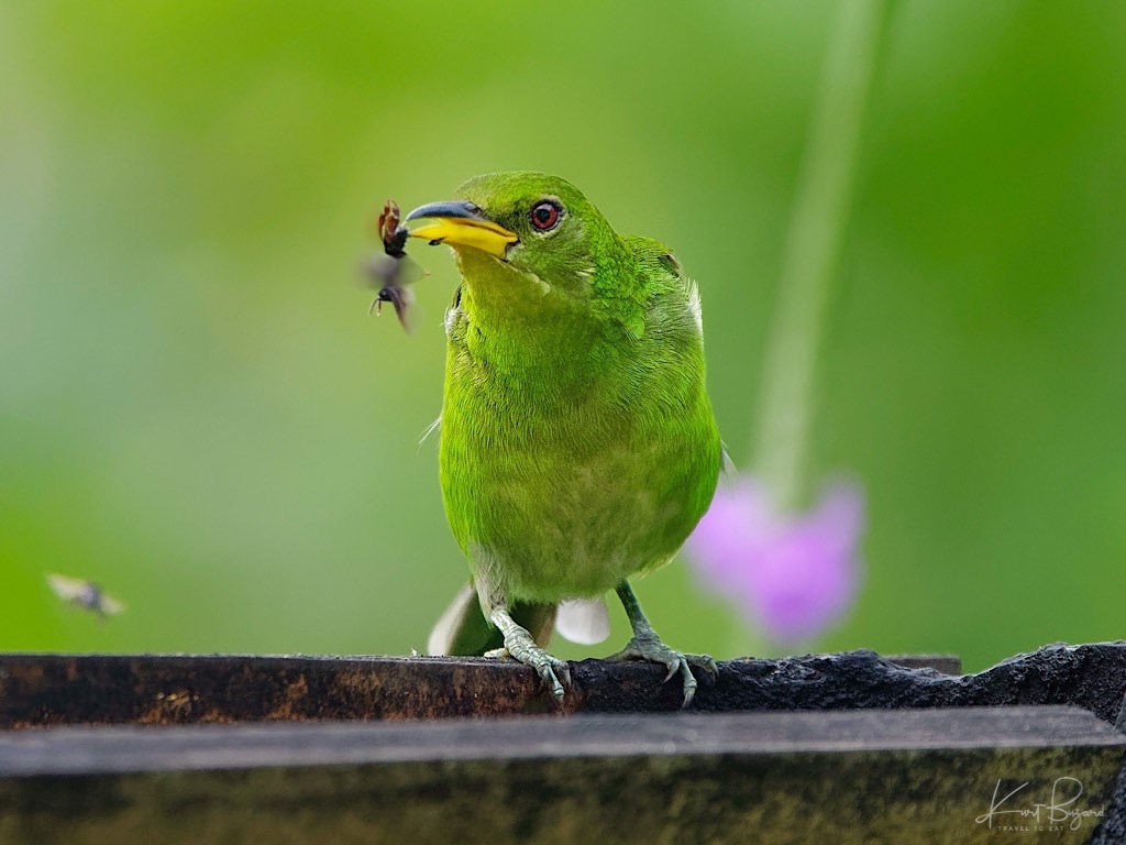 Female Green Honeycreeper (Chlorophanes spiza) with Insect. Asa Wright Nature Center, Trinidad