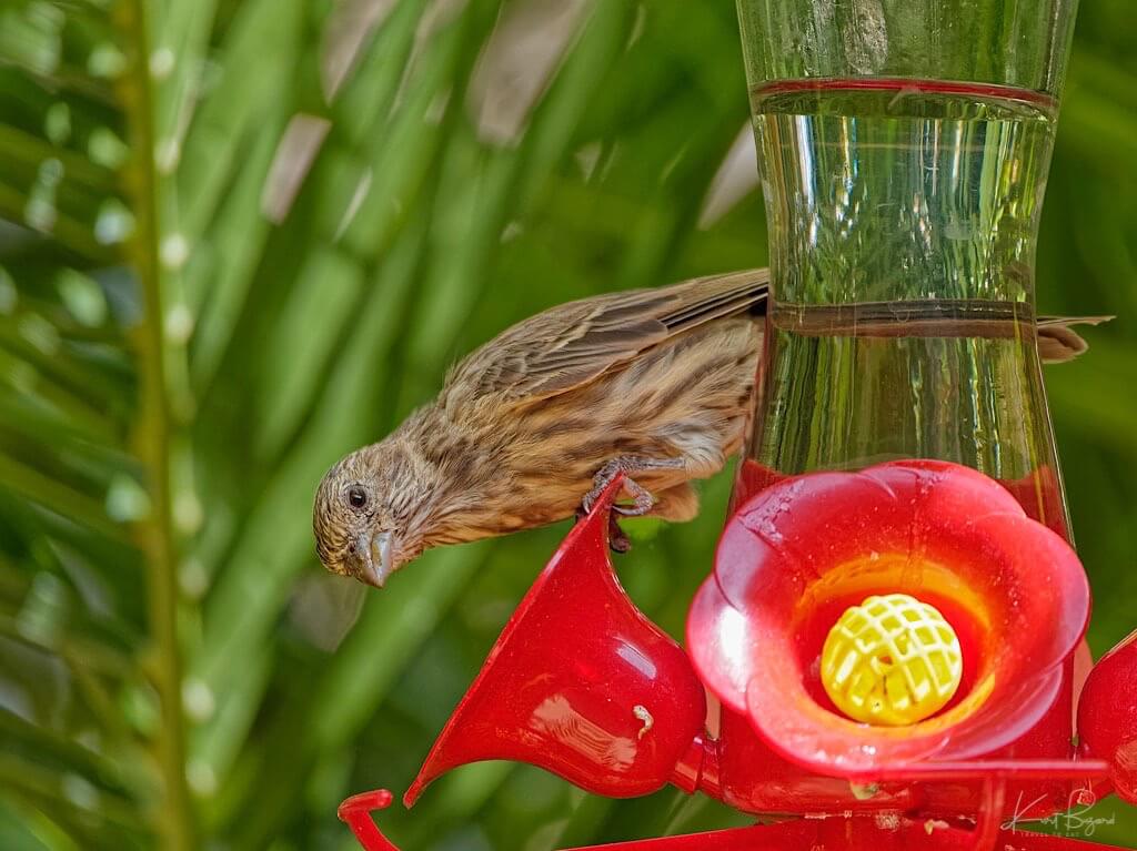 Female House Finch (Haemorhous mexicanus) at Hummingbird Feeder in Las Vegas