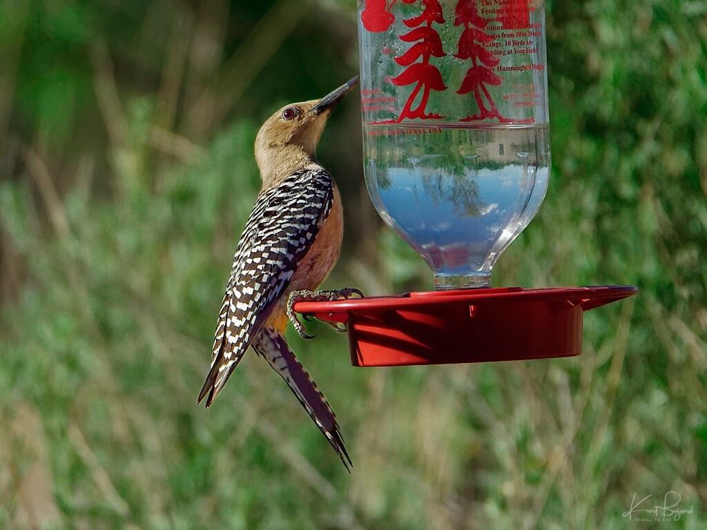 Female Gila Woodpecker (Melanerpes uropygialis) on Hummingbird Feeder. Sierra Vista, Arizona