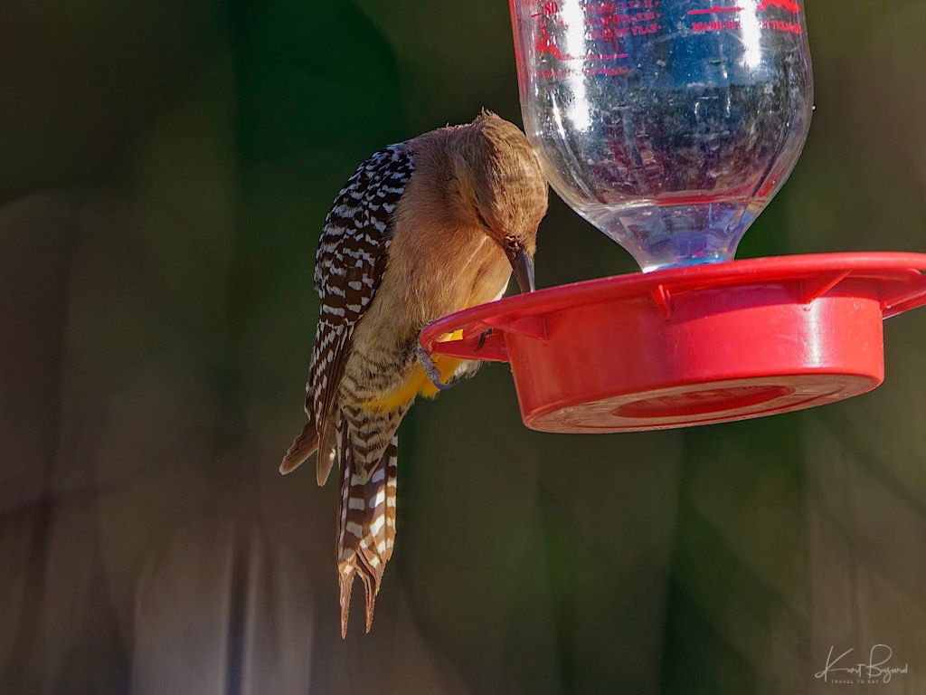 Female Gila Woodpecker (Melanerpes uropygialis) on Hummingbird Feeder. Sierra Vista, Arizona