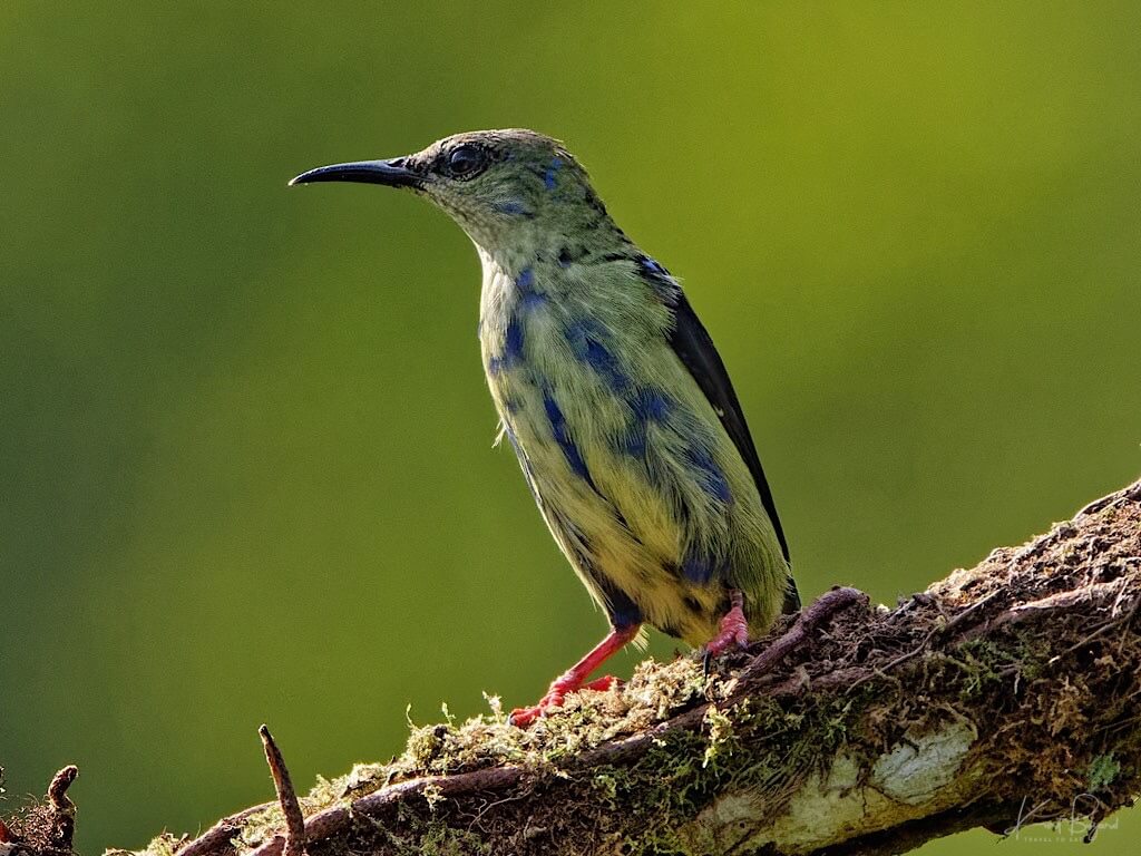 Immature Male Red-Legged Honeycreeper (Cyanerpes cyaneus). Laguna del Lagarto Lodge, Costa Rica