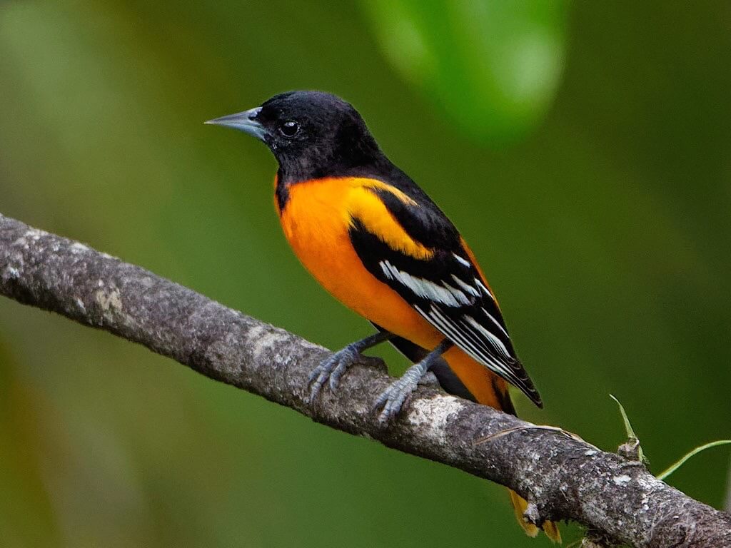 Male Baltimore Oriole (Icterus galbula). Laguna del Largarto, Costa Rica