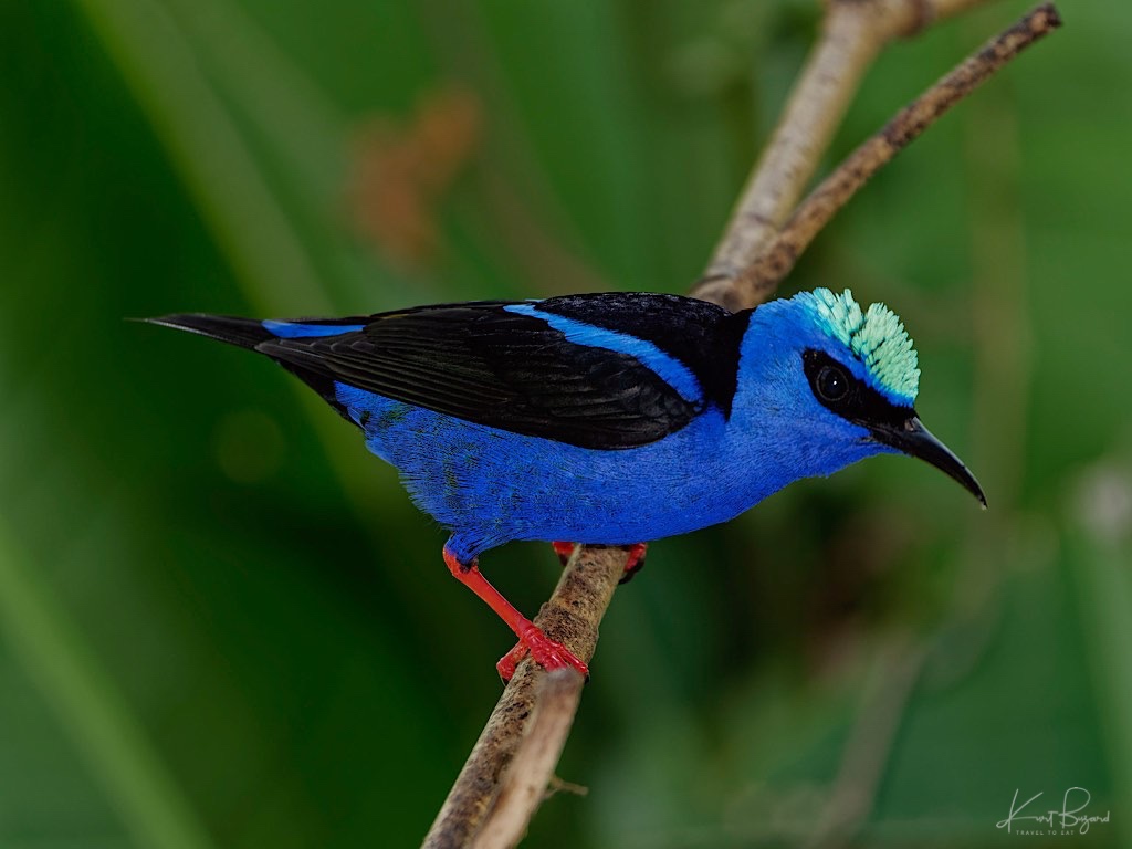Male Red-Legged Honeycreeper (Cyanerpes cyaneus). La Fortunate, Costa Rica
