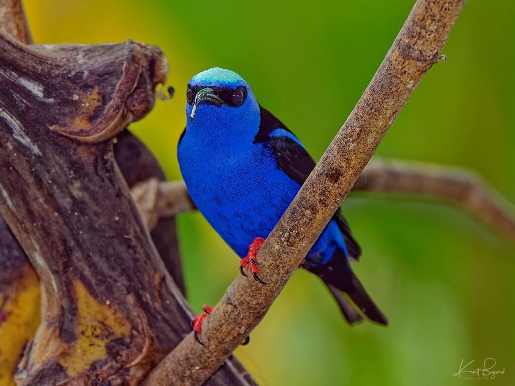 Male Red-Legged Honeycreeper (Cyanerpes cyaneus). La Fortunate, Costa Rica