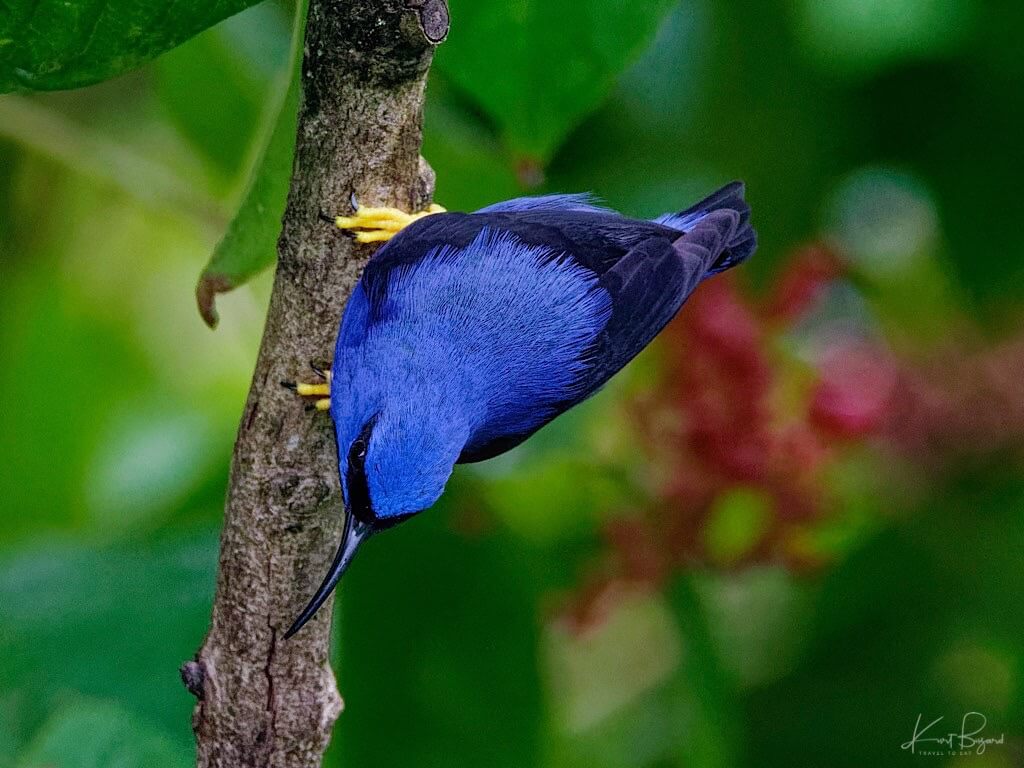 Male Purple Honeycreeper (Cyanerpes caeruleus). Asa Wright Nature Center, Trinidad
