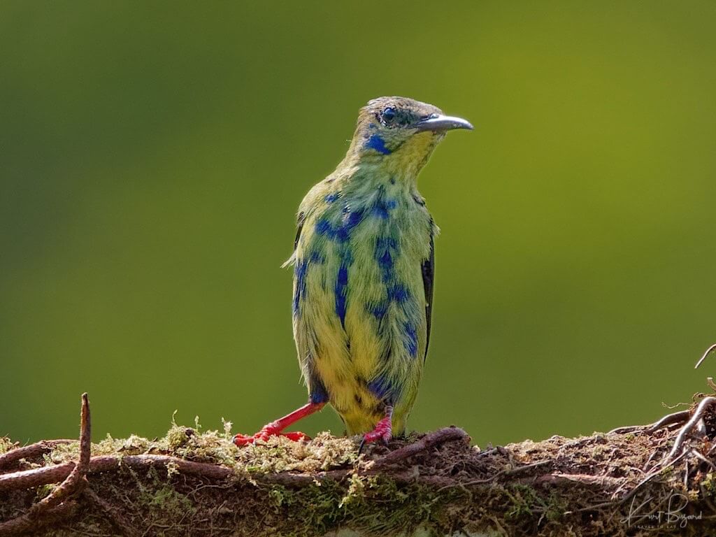 Immature Male Red-Legged Honeycreeper (Cyanerpes cyaneus). Laguna del Lagarto Lodge, Costa Rica