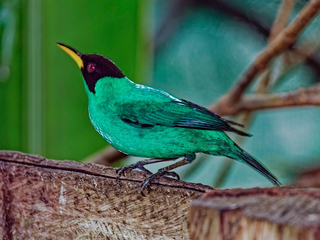 Male Green Honeycreeper (Chlorophanes spiza). La Fortuna, Costa Rica