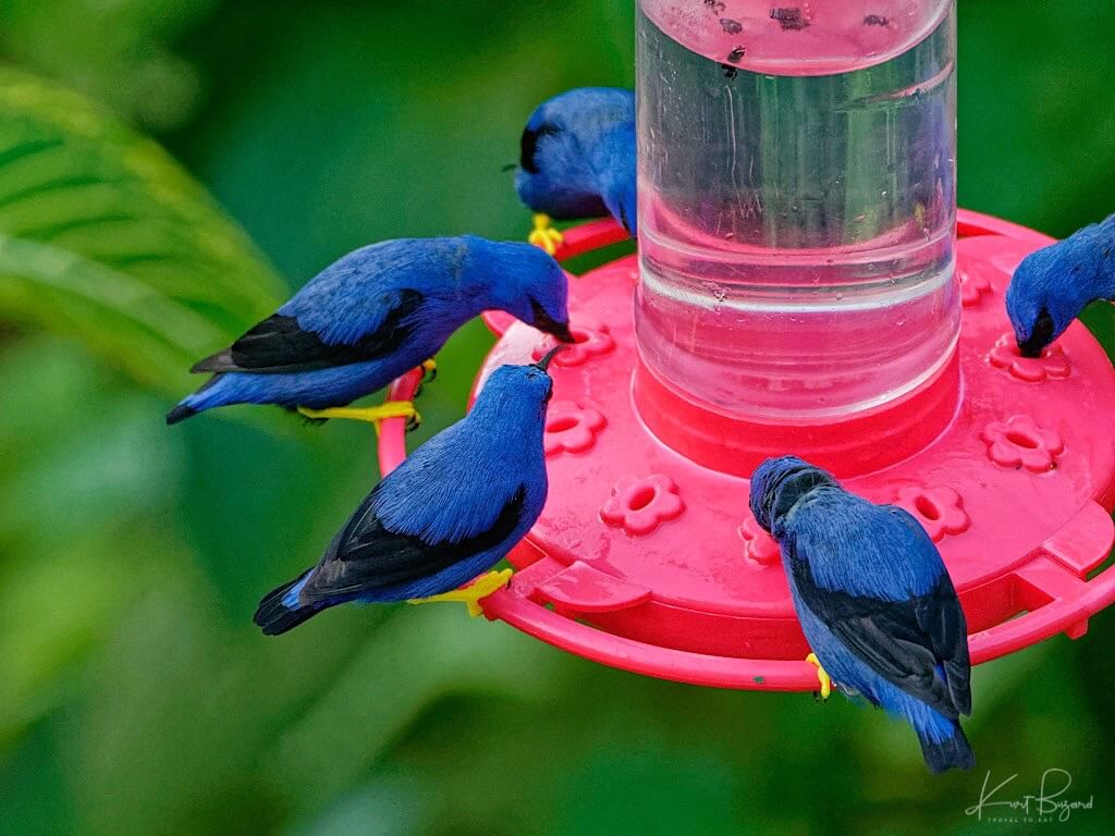 Male Purple Honeycreepers (Cyanerpes caeruleus). Asa Wright Nature Center, Trinidad