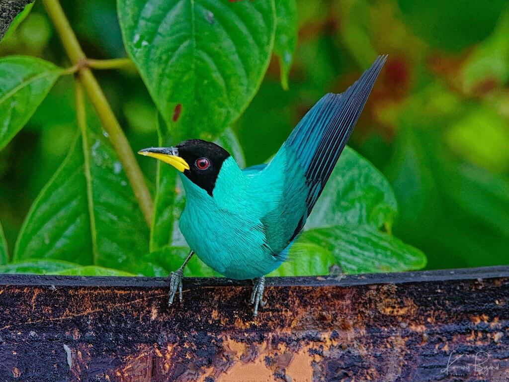 Male Green Honeycreeper (Chlorophanes spiza). Asa Wright Nature Center, Trinidad