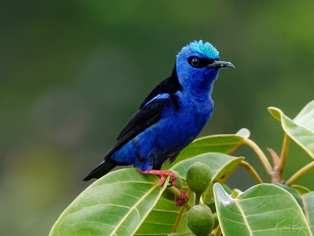 Male Red-Legged Honeycreeper (Cyanerpes cyaneus). Laguna del Lagarto Lodge, Costa Rica