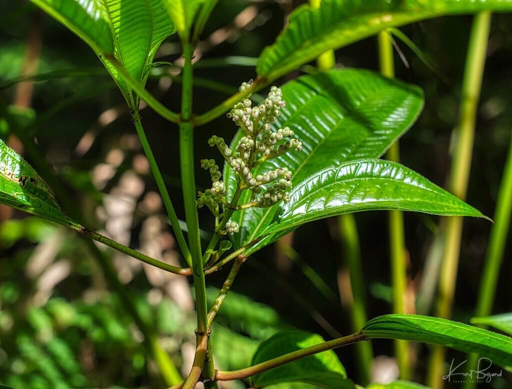 Miconia calvescens. Asa Wright Nature Center, Trinidad