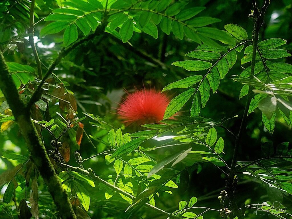 Calliandra sp. Asa Wright Nature Center, Trinidad