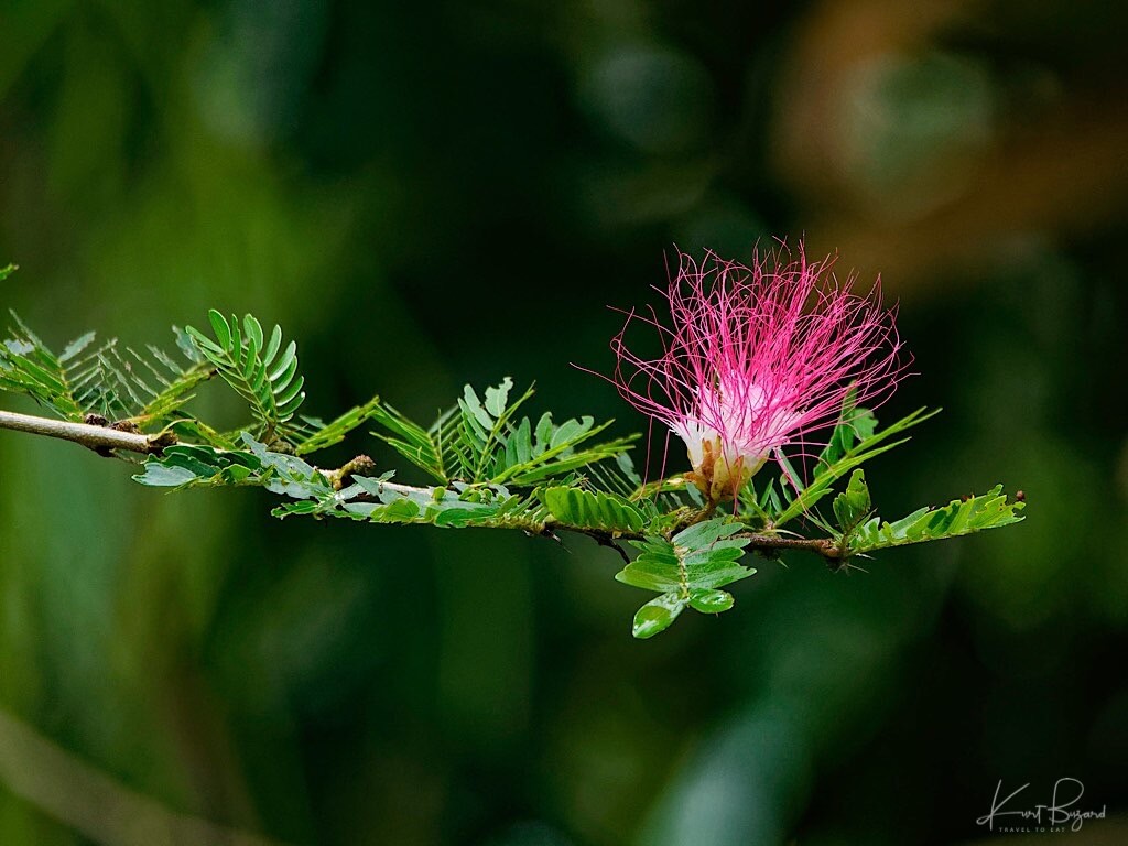 Calliandra sp. Asa Wright Nature Center, Trinidad