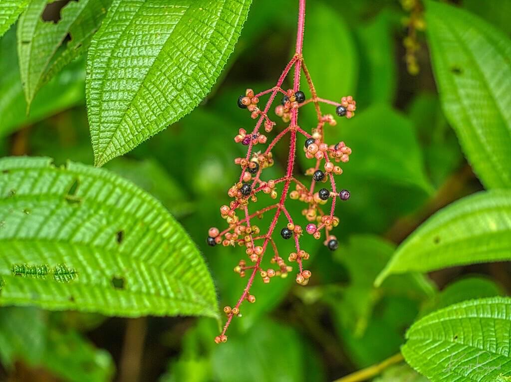 Soapbush (Clidemia hirta) Fruit. Asa Wright Nature Center, Trinidad