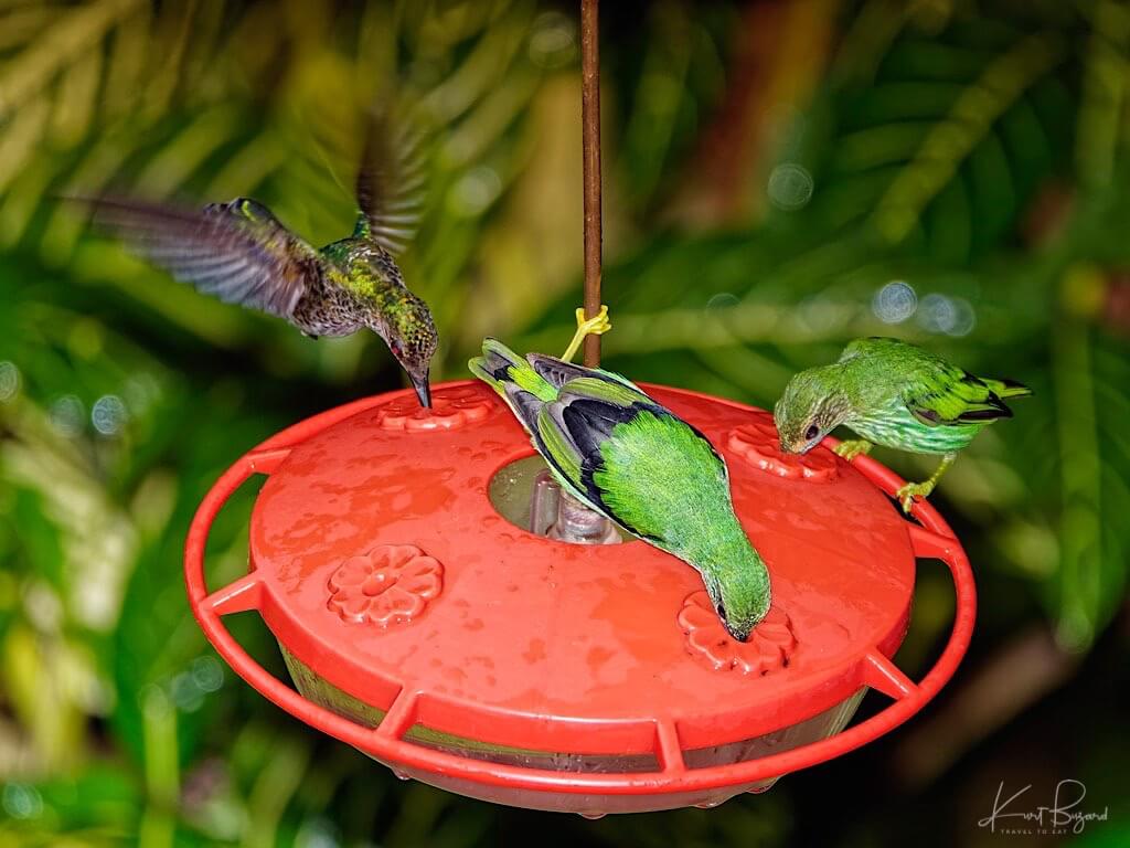 Immature Male Purple Honeycreepers (Cyanerpes caeruleus). Asa Wright Nature Center, Trinidad