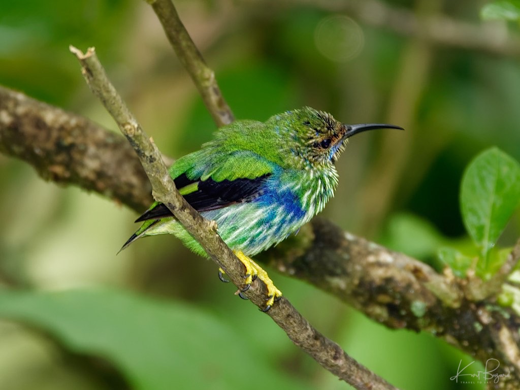 Immature Male Purple Honeycreeper (Cyanerpes caeruleus). Asa Wright Nature Center, Trinidad
