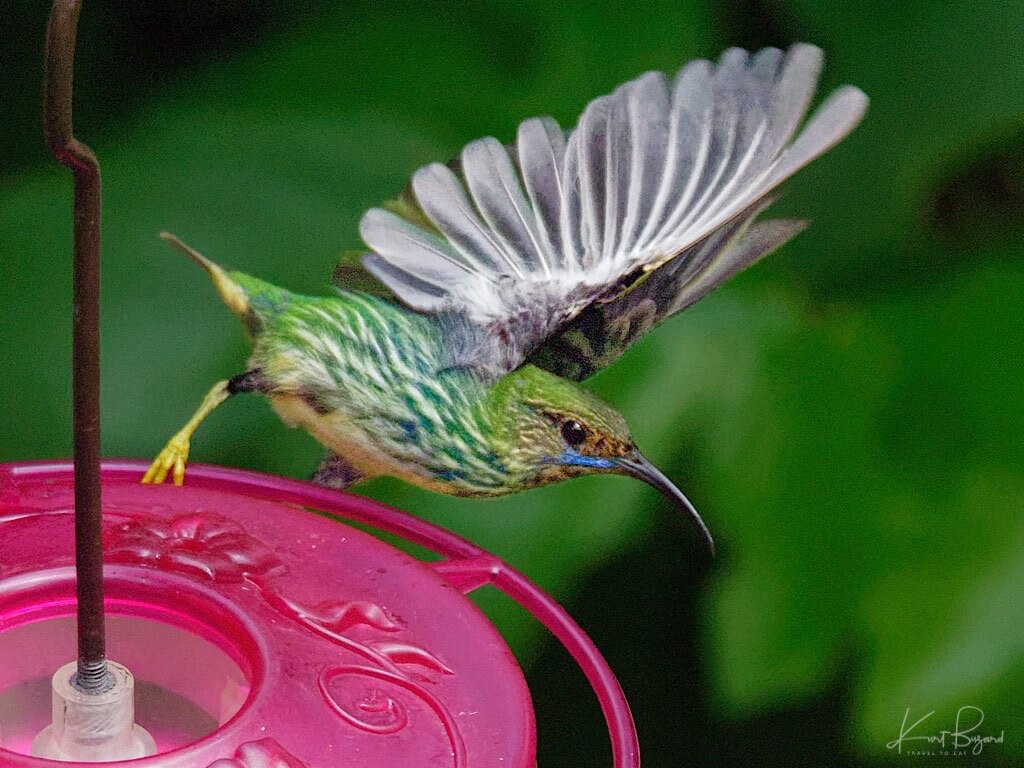 Female Purple Honeycreeper (Cyanerpes caeruleus). Asa Wright Nature Center, Trinidad