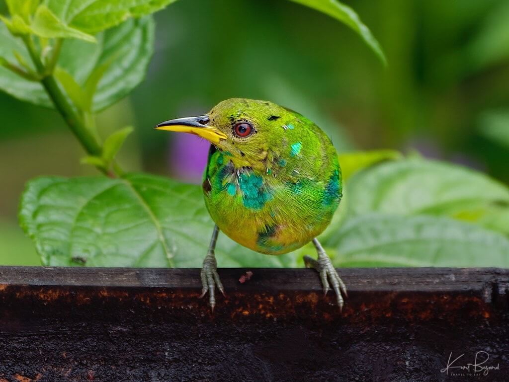 Immature Male Green Honeycreeper (Chlorophanes spiza). Asa Wright Nature Center, Trinidad