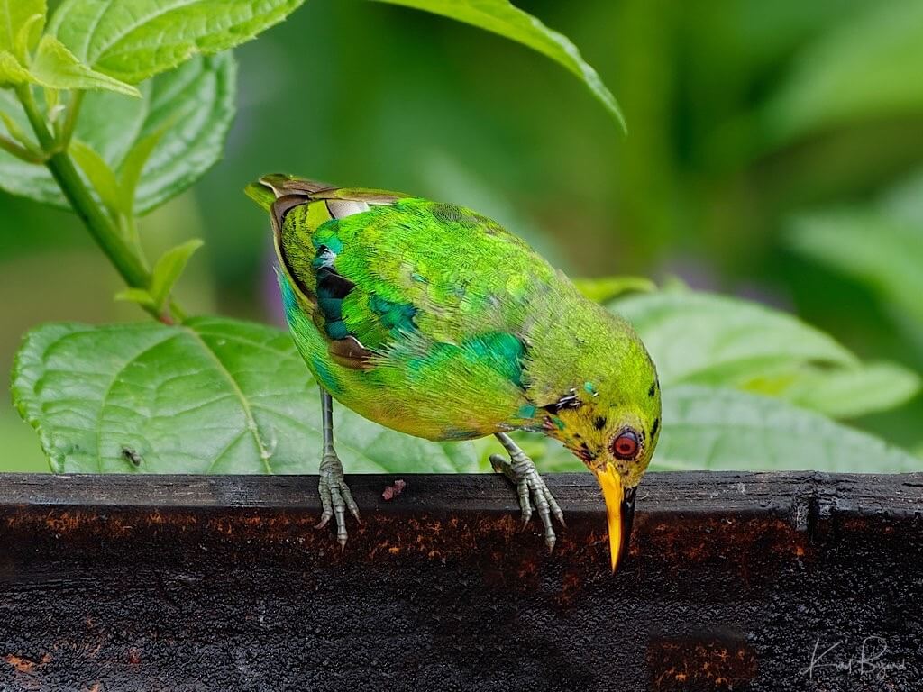Immature Male Green Honeycreeper (Chlorophanes spiza). Asa Wright Nature Center, Trinidad