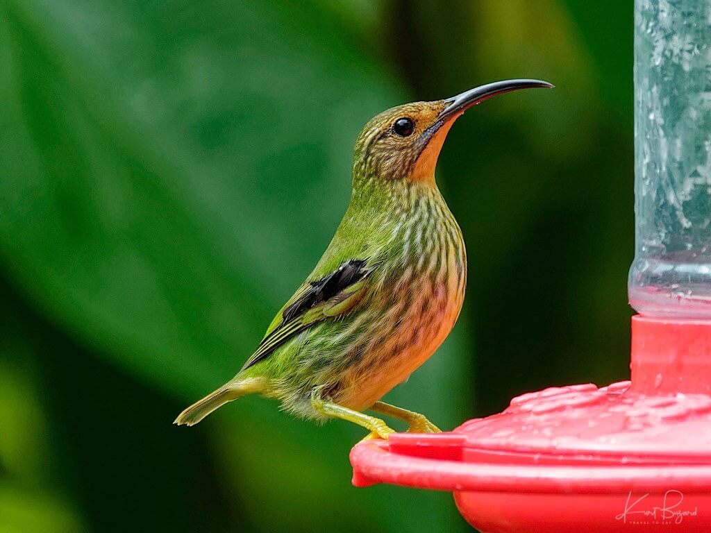 Immature Male Purple Honeycreeper (Cyanerpes caeruleus). Asa Wright Nature Center, Trinidad