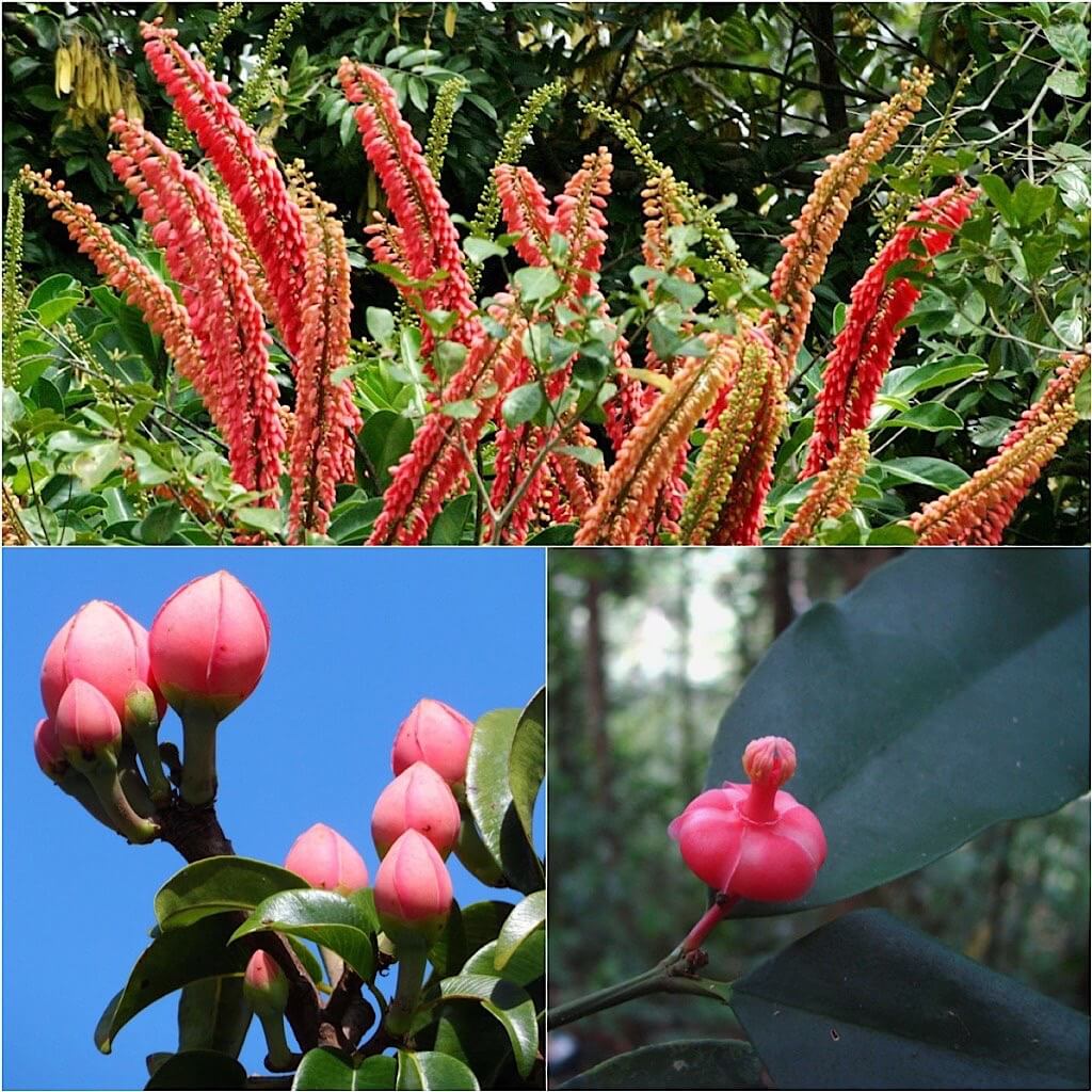 Norantea guianensis Vine (top) Plutonia insignis Tree (bottom-left) Symphonia globulifera Tree (bottom-right)